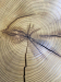 Журнальний столик "Orbita" поперечний зріз натурального дерева Шовковиця